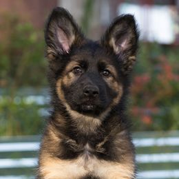 Alyx vom Rabenauge - Sable male German Shepherd puppy in Wadsworth, Ohio from Zwinger Vom Rabenauge