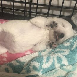 West Highland White Terrier Puppies from Twin Oaks Westies