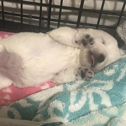 West Highland White Terrier Puppies from Twin Oaks Westies