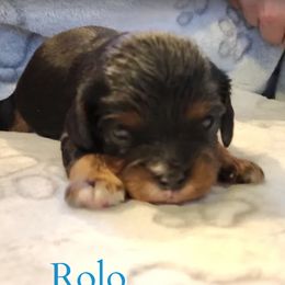 Rolo - Black and tan male Cavalier King Charles Spaniel puppy in Rockville, Maryland from Skais the Limit Cavaliers