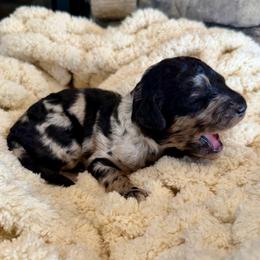 Riptide - Merle male Goldendoodle puppy in Wyandotte, Oklahoma from Goldendoodles of NE OK