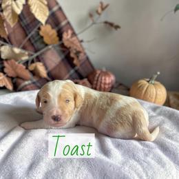 Toast - Parti male Goldendoodle puppy in Polk City, Florida from Golden Creek Doodles