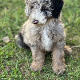 Sheepadoodle Puppies from Dogwood Hills
