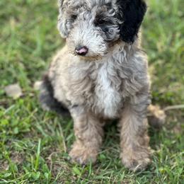 Sheepadoodle Puppies from Dogwood Hills