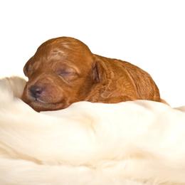 Poodle Puppies from Diva’s Designer Dogs