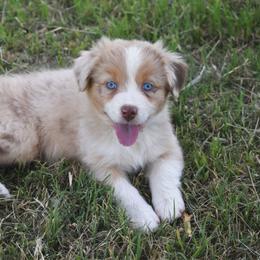 Gypsy - Red merle female Australian Shepherd puppy in San Tan Valley, Arizona from Mott Ranch - Blazin' Sun Aussies