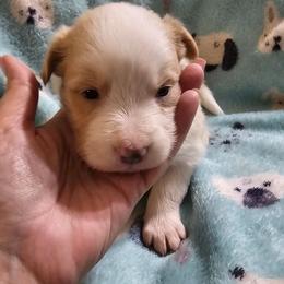 Blonde female 2 - Gold female Border Collie puppy in Springtown, Texas from CRL Farms