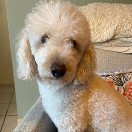 Honey - Cream female Goldendoodle puppy in Pensacola, Florida from Goldendoodles Love You in Pensacola Friend Edition