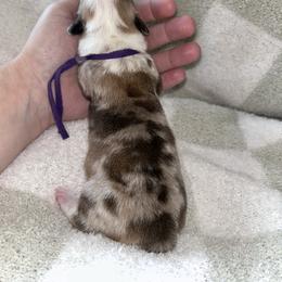 Purple - Red merle and white female American Corgi puppy in Flat Rock, Alabama from Fluffy Butt Acres