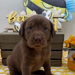 Yellow - Chocolate female Labrador Retriever puppy in Heath Springs, South Carolina from Rich Hill Retrievers