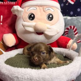 Brownie - Chocolate male Chihuahua puppy in Palm Coast, Florida from Fiesta Pups