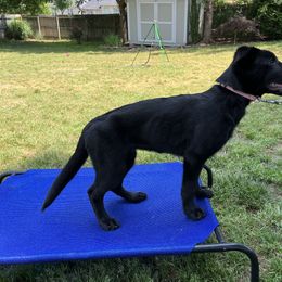 German Shepherd Puppies from Paws Of Germany