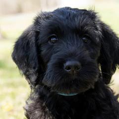 Double Doodles and Labradoodles from Pup & Co - Labs and Doodles