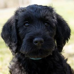 Double Doodles and Labradoodles from Pup & Co - Labs and Doodles