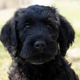 Double Doodles and Labradoodles from Pup & Co - Labs and Doodles