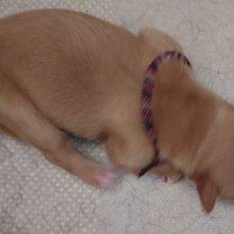 Pink Girl - Sporty Mix puppy in Wasilla, Alaska from All Starr Farms