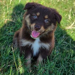 Willa - Red tri-color female Australian Shepherd puppy in Artois, California from Aloe Aussies