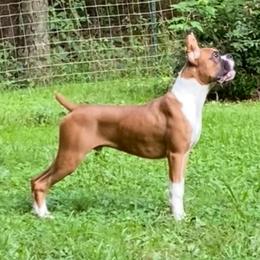 Hunter - Fawn male Boxer puppy in Butler, Pennsylvania from Schaible's Boxer Huddle