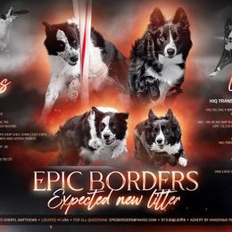 Border Collie puppies from Epic Borders