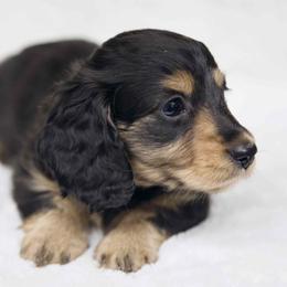 Eclipse - Black and cream male Dachshund puppy in Zephyrhills, Florida from Dapper Doxies
