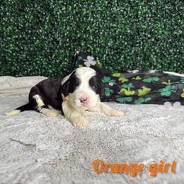 Orange girl - Black and white female Bernedoodle puppy in Modesto, California from Two Doods Doodles