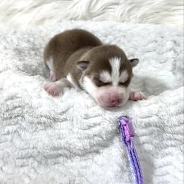 Elsa - Red and white female Siberian Husky puppy in Vail, Iowa from Homegrown Huskies