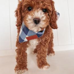 Bernedoodle and Cavapoo Puppies from Cascade Springs Doodles