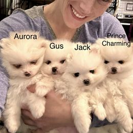 Pomeranian Puppies from Doc’s Little Poms