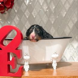 Dustin - Tri-color male Bernedoodle puppy in Kilgore, Texas from Furry Tail Doodles