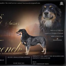 Australian Shepherd puppies from REKN’ Kennel Aussies