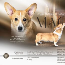 Mack - Pembroke Welsh Corgi