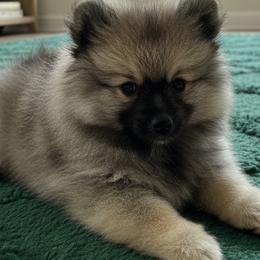 Hugo - Black and silver male Keeshond puppy in Morrison, Colorado from Mary Schooner