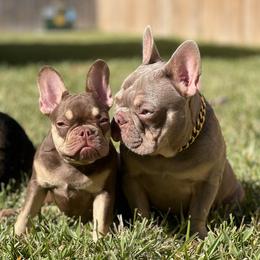 French Bulldogs from Lucky3 Frenchies