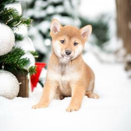 Megumi ❤️ Red Girl - Red female Shiba Inu puppy in Neosho, Missouri from Sunny Terrace Shibas