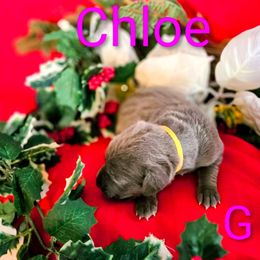 Chloe - Blue female Great Dane puppy in Gainesville, Georgia from DeBruce Danes