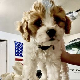Bernedoodle and Cavapoo Puppies from Sugar Doodles Pups