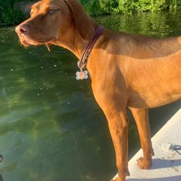 Ruby - Vizsla