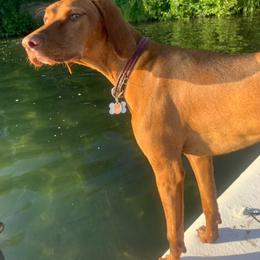 Ruby - Vizsla