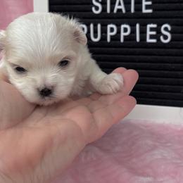 AKC Libby - White female Maltese puppy in Charleston, West Virginia from Mountain State Puppies