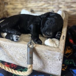 George Weasley - Black male Bordoodle puppy in Valley Center, California from Circle R Valley Farms