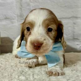 Boy one - Chocolate and cream male Dachshund puppy in Lakeland, Florida from Ruthie’s Rich Mini Dachshunds