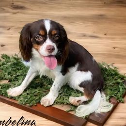 Thumbelina - Cavalier King Charles Spaniel