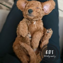 Goldendoodle Puppies from BasilBella’s Doodles