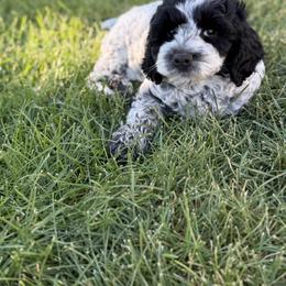 Bernedoodle, Cavalier King Charles Spaniel, Cavapoo, Cockapoo, and Labradoodle Puppies from Harper Haven Doodles