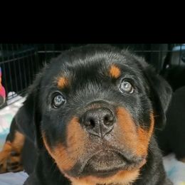 Rottweiler Puppies from Iron Clad Rottweiler
