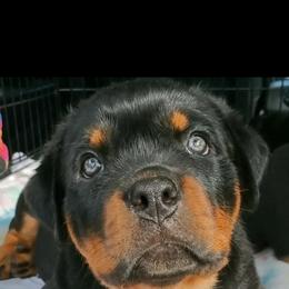 Rottweiler Puppies from Iron Clad Rottweiler