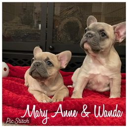 French Bulldogs from Crystals Bulldog Bungalow