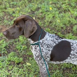 "Whiskey-Sadie X Thor 5 months old" German Shorthaired Pointer Puppies from CMC Farms