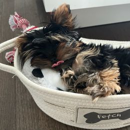 Yorkshire Terrier Puppies from Yorkie Puppies Redwood Ranch Chicago