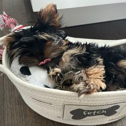 Yorkshire Terrier Puppies from Yorkie Puppies Redwood Ranch Chicago